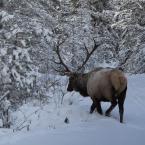 Big Elk
 / Северный олень